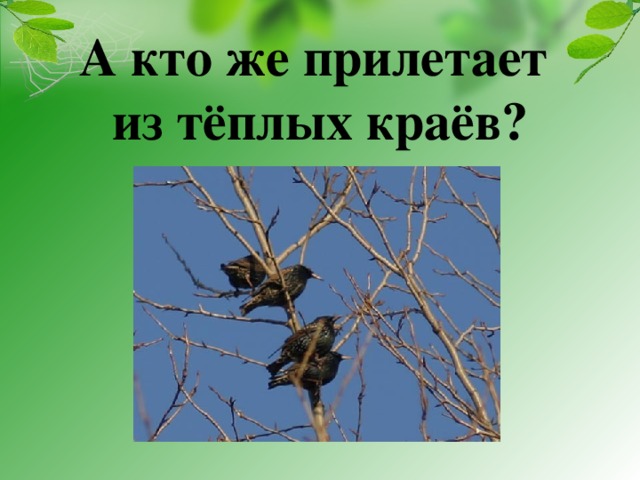 А кто же прилетает  из тёплых краёв? 