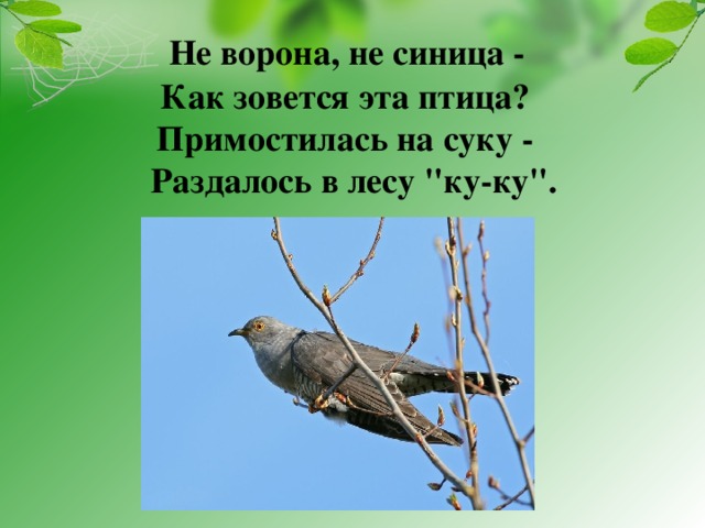   Не ворона, не синица -  Как зовется эта птица?  Примостилась на суку -  Раздалось в лесу 