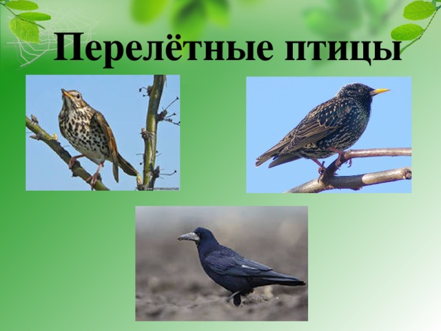 Перелётные птицы 