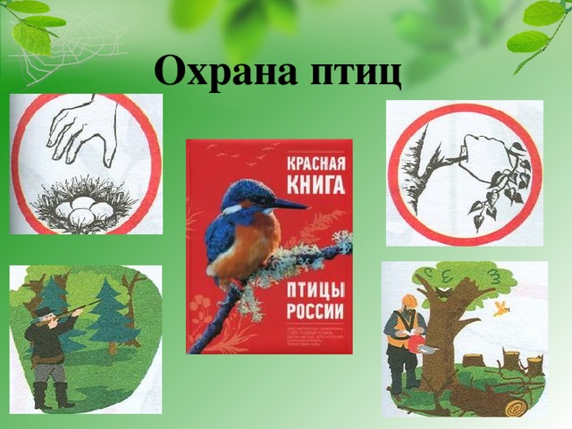  Охрана птиц 