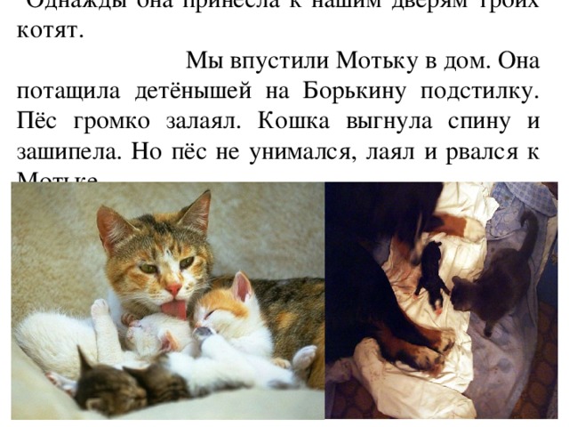 Однажды она принесла к нашим дверям троих котят. Мы впустили Мотьку в дом. Она потащила детёнышей на Борькину подстилку. Пёс громко залаял. Кошка выгнула спину и зашипела. Но пёс не унимался, лаял и рвался к Мотьке. 