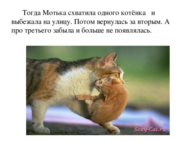  Тогда Мотька схватила одного котёнка и выбежала на улицу. Потом вернулась за вторым. А  про третьего забыла и больше не появлялась.   