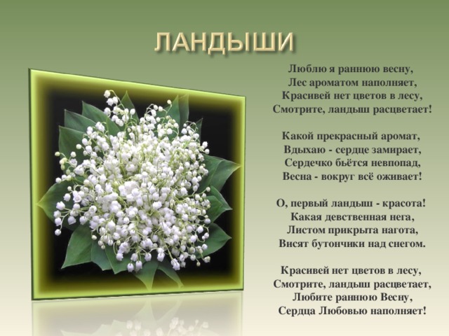 Люблю я раннюю весну,  Лес ароматом наполняет,  Красивей нет цветов в лесу,  Смотрите, ландыш расцветает!  Какой прекрасный аромат,  Вдыхаю - сердце замирает,  Сердечко бьётся невпопад,  Весна - вокруг всё оживает!  О, первый ландыш - красота!  Какая девственная нега,  Листом прикрыта нагота,  Висят бутончики над снегом.  Красивей нет цветов в лесу,  Смотрите, ландыш расцветает,  Любите раннюю Весну,  Сердца Любовью наполняет!