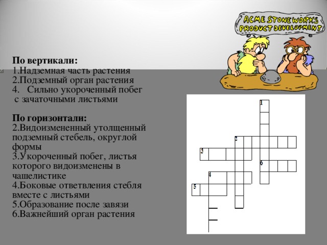 По вертикали: 1.Надземная часть растения 2.Подземный орган растения 4. Сильно укороченный побег  с зачаточными листьями   По горизонтали: 2.Видоизмененный утолщенный подземный стебель, округлой формы 3.Укороченный побег, листья которого видоизменены в чашелистике 4.Боковые ответвления стебля вместе с листьями 5.Образование после завязи 6.Важнейший орган растения  