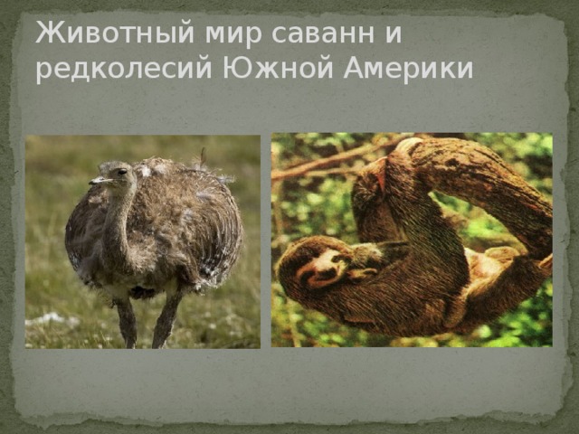 Животный мир саванн и редколесий Южной Америки 