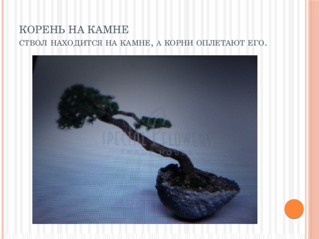 Корень на камне  ствол  находится  на  камне , а  корни  оплетают  его . 
