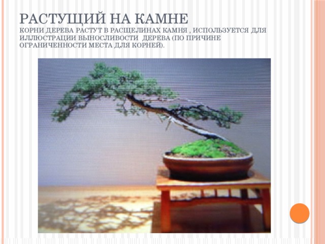Растущий на камне  Корни дерева растут в расщелинах камня , используется для иллюстрации выносливости дерева (по причине ограниченности места для корней). 