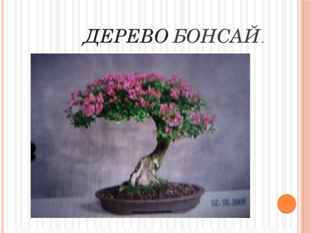  Дерево  Бонсай . 