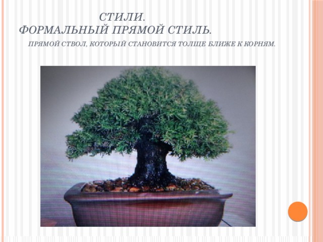  Стили.  Формальный прямой стиль. Прямой ствол, который становится толще ближе к корням.    