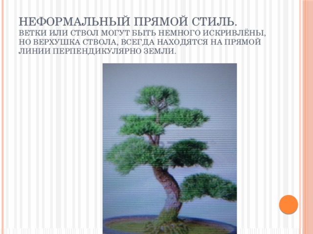 Неформальный прямой стиль.  Ветки или ствол могут быть немного искривлёны, но верхушка ствола, всегда находятся на прямой линии перпендикулярно земли.   
