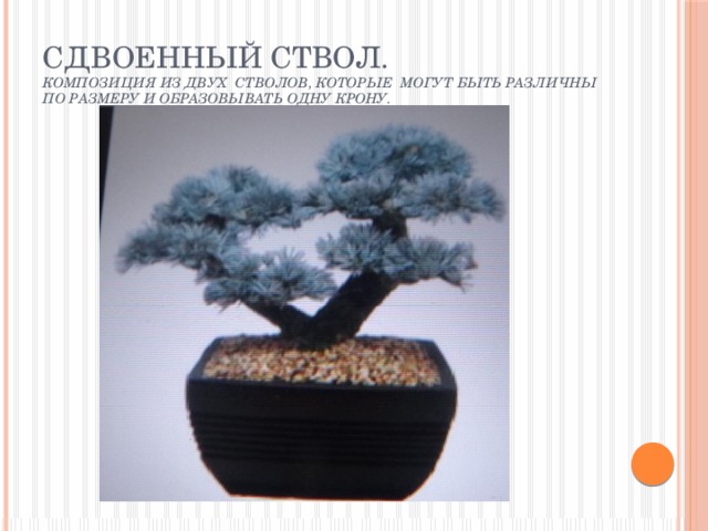 Сдвоенный ствол.  Композиция из двух стволов, которые могут быть различны по размеру и образовывать одну крону. 