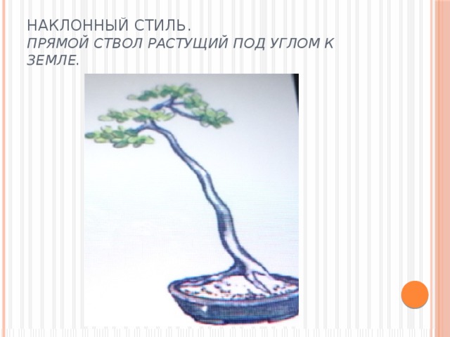 Наклонный стиль.  Прямой ствол растущий под углом к земле.  
