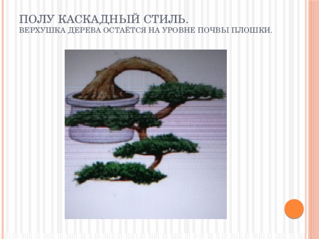 Полу каскадный стиль.  Верхушка дерева остаётся на уровне почвы плошки.   