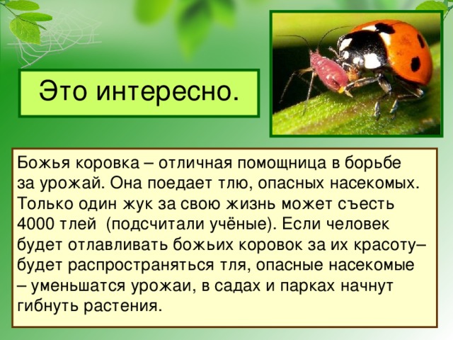 Это интересно. Божья коровка – отличная помощница в борьбе за урожай. Она поедает тлю, опасных насекомых. Только один жук за свою жизнь может съесть 4000 тлей (подсчитали учёные). Если человек будет отлавливать божьих коровок за их красоту– будет распространяться тля, опасные насекомые – уменьшатся урожаи, в садах и парках начнут гибнуть растения. 