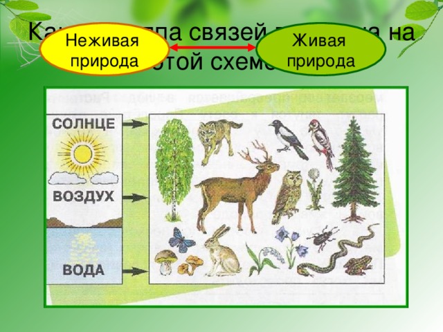 Какая группа связей показана на этой схеме? Неживая природа Живая природа 