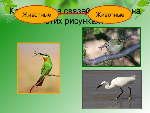 Какая группа связей показана на этих рисунках? Животные Животные 