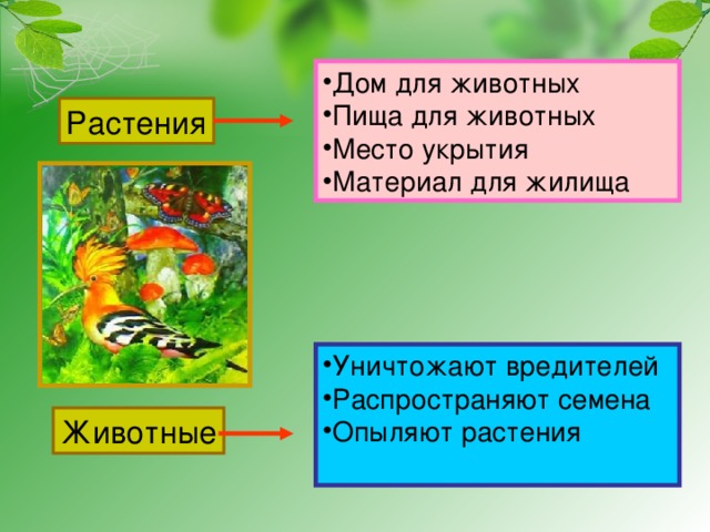 Дом для животных Пища для животных Место укрытия Материал для жилища Растения Уничтожают вредителей Распространяют семена Опыляют растения  Животные 
