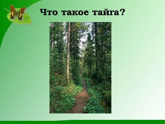 Что такое тайга? 