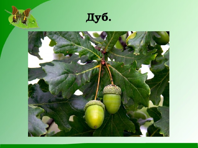 Дуб. 