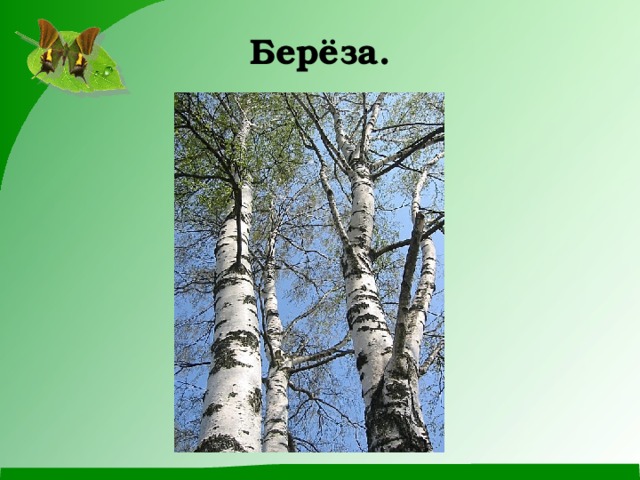 Берёза. 