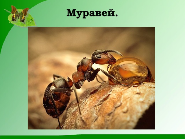Муравей. 