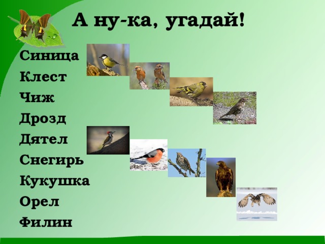 А ну-ка, угадай!   Синица Клест Чиж Дрозд Дятел Снегирь Кукушка Орел Филин 