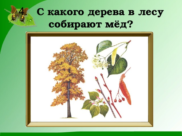 4.  С какого дерева в лесу собирают мёд? 