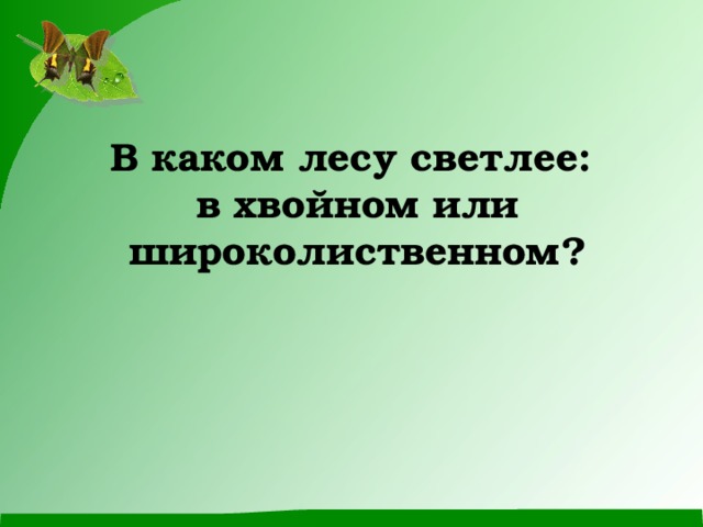      В каком лесу светлее:  в хвойном или широколиственном? 
