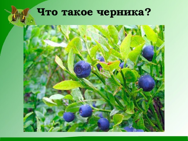 Что такое черника?   