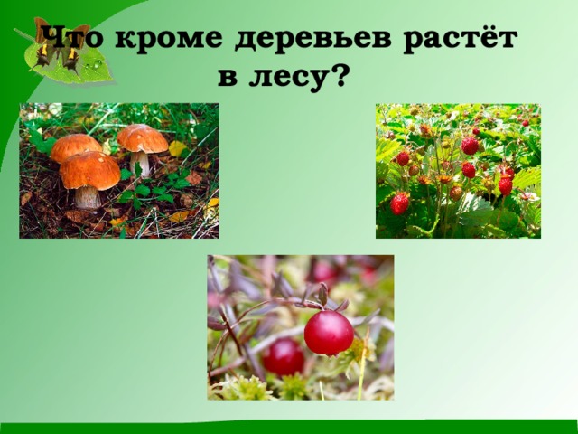  Что кроме деревьев растёт  в лесу?   