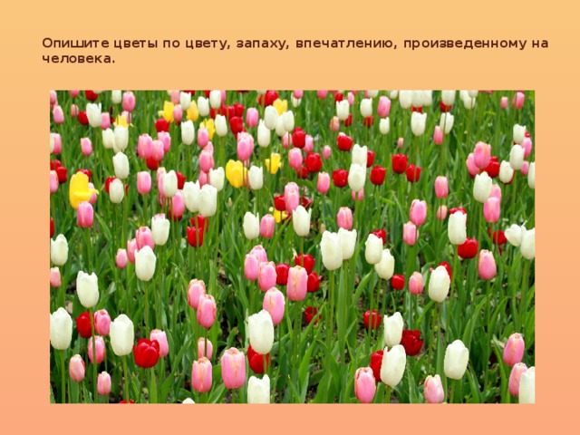 Опишите цветы по цвету, запаху, впечатлению, произведенному на человека.