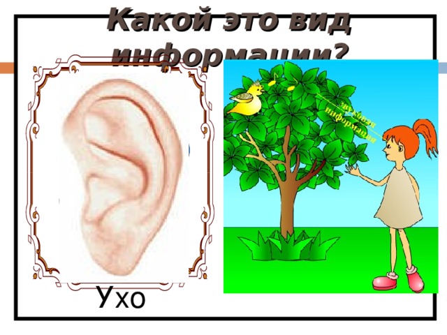 Какой это вид информации? Ухо 