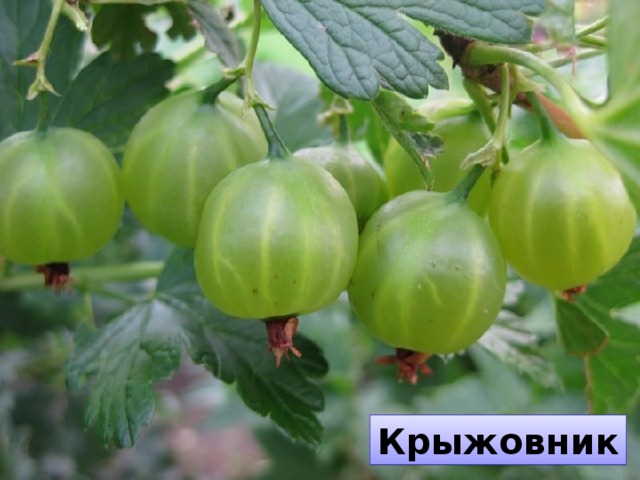 Крыжовник