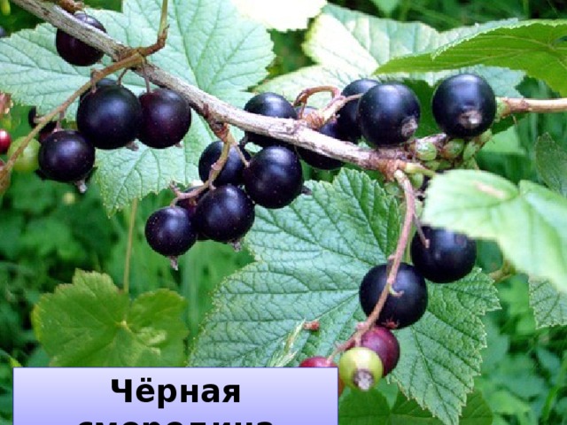 Чёрная смородина