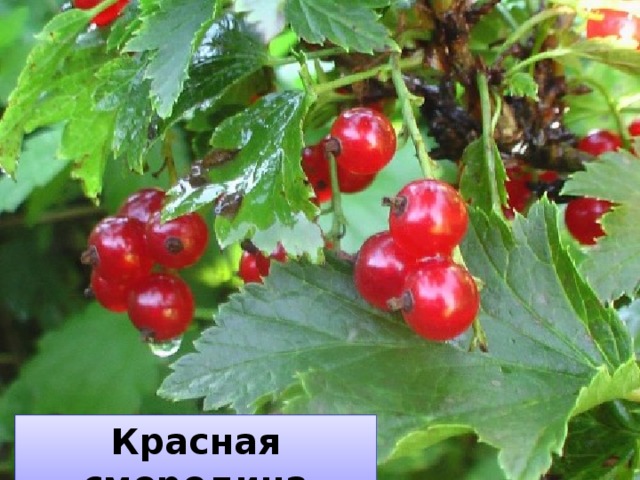Красная смородина