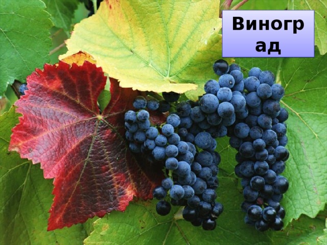 Виноград