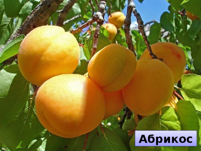 Абрикос