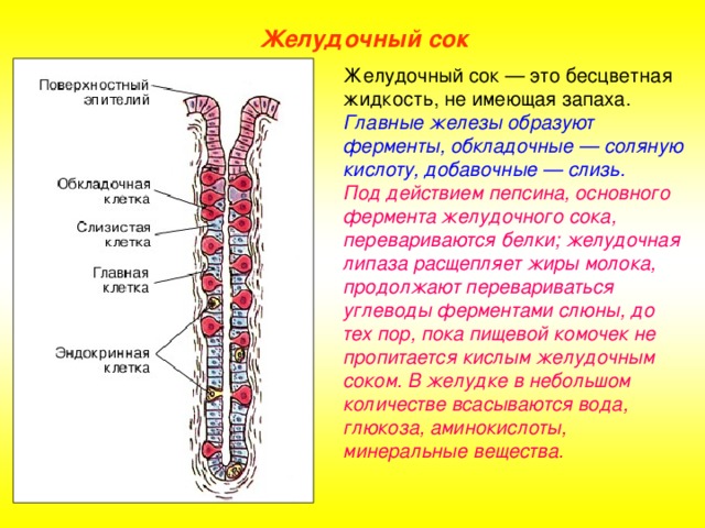 Сбор Желудочного Сока