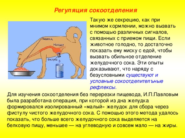 Регуляция пищеварения презентация