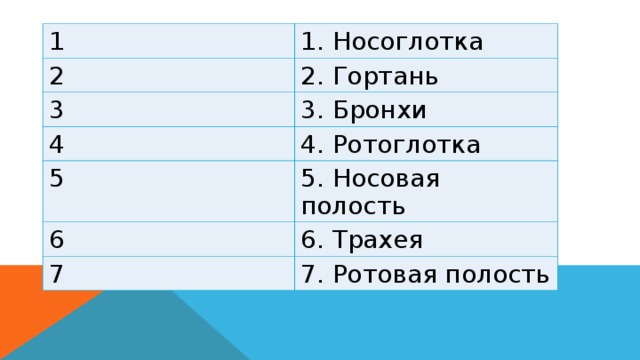 1 1. Носоглотка 2 2. Гортань 3 3. Бронхи 4 4. Ротоглотка 5 5. Носовая полость 6 6. Трахея 7 7. Ротовая полость  