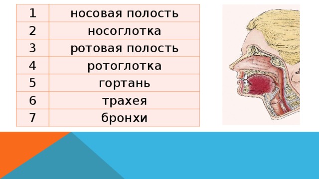 1 носовая полость 2 3 носоглотка 4 ротовая полость 5 ротоглотка 6 гортань трахея 7 бронхи  