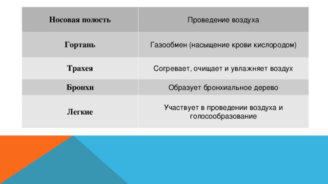 Носовая полость Проведение воздуха Гортань Газообмен (насыщение крови кислородом) Трахея Согревает, очищает и увлажняет воздух Бронхи Образует бронхиальное дерево Легкие Участвует в проведении воздуха и голосообразование  