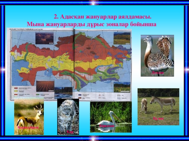  2 . Адасқан жануарлар аялдамасы.  Мына жануарларды дұрыс зоналар бойынша оранластыр орналастыр.   Дуадақ  Құлан  Бірқазан  Қарақұйрық  Қар барысы  