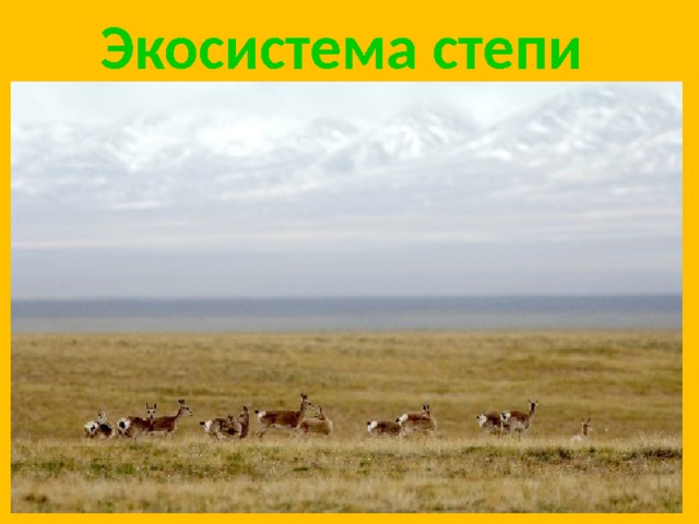 Экосистема степи 