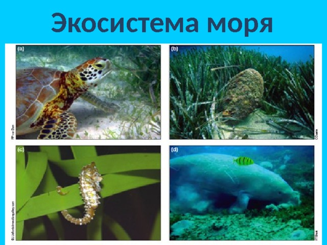 Экосистема моря 