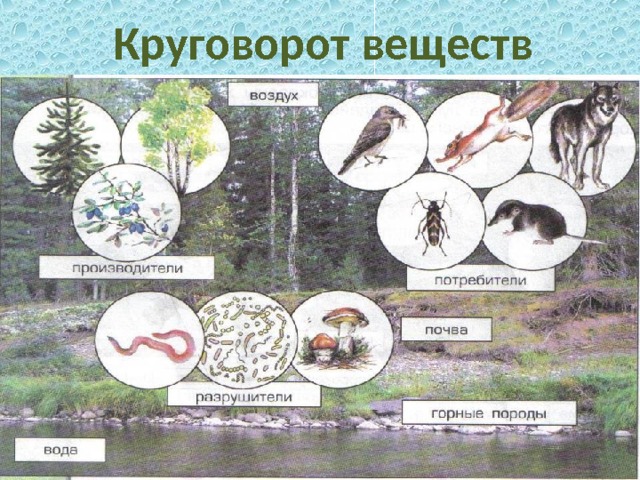 Круговорот веществ 