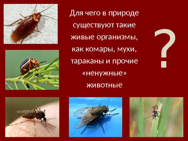 Для чего в природе существуют такие живые организмы, как комары, мухи, тараканы и прочие «ненужные» животные ? 