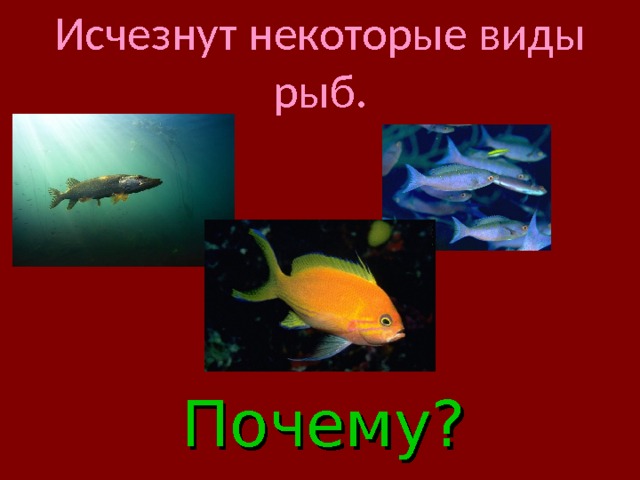 Исчезнут некоторые виды рыб. Почему? 