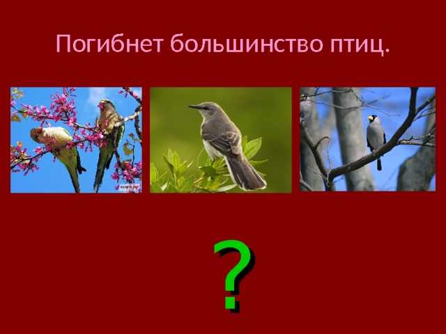 Погибнет большинство птиц. ? 