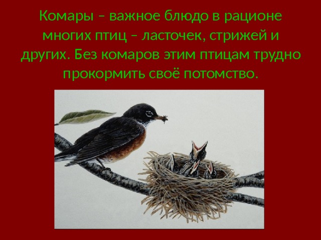 Комары – важное блюдо в рационе многих птиц – ласточек, стрижей и других. Без комаров этим птицам трудно прокормить своё потомство. 